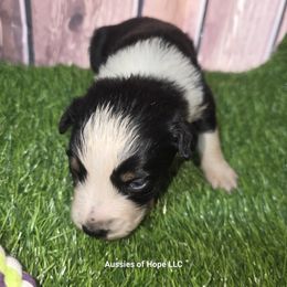 Girl 3 - female Australian Shepherd puppy in Lakeland, Florida from Aussies of Hope LLC