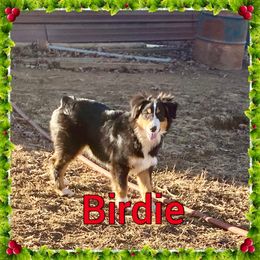 Birdie - Miniature American Shepherd puppy from Carolina Pride Aussies