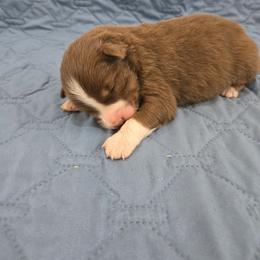 Zombie - Red tri-color male Australian Shepherd puppy in Abilene, Texas from S&K Aussies N' Rotties