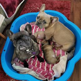 French Bulldog Puppies from Who's Your Bulldog? Kennel
