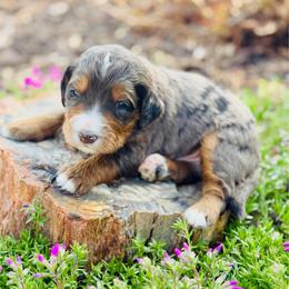 Isaac - Blue merle male Bernedoodle puppy in Bowling Green, Ohio from FDF Pyredoodles & Bernedoodles