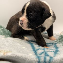 Halli - Brindle female Boxer puppy in Oak Lawn, Illinois from Chicago Boxers & Yorkies