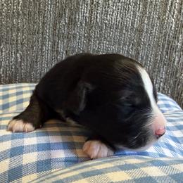 Black and white girl - Black & white female Toy Australian Shepherd puppy in Nickelsville, Virginia from Pecan Creek