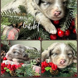 (3) Giblet - Blue merle male Miniature Australian Shepherd puppy in Huntington, Texas from JKKJ Farms