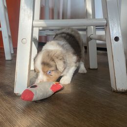 Miniature Australian Shepherd and Toy Australian Shepherd Puppies from Bar IV Aussies