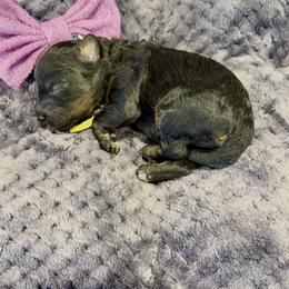 Girl 1 - Black and tan female Cavapoo puppy in Nampa,, Idaho from Clig Doodle Days