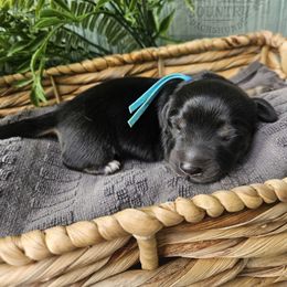 Yoda - Black and cream male Dachshund puppy in Anaconda, Montana from Montana Country Dachshunds