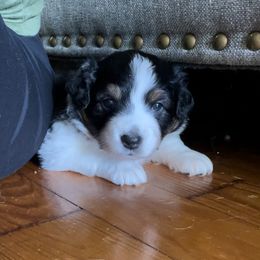 Australian Shepherd Puppies from Wild Atlantic  Aussies