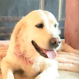 Elsa - Golden Retriever