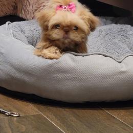 Shih Tzu Puppies from Jodi’s Shihtzus