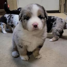Miniature Australian Shepherd and Toy Australian Shepherd Puppies from Beasley Acres Aussies