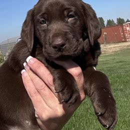 Purple - Chocolate female Labrador Retriever puppy in Spokane, Washington from Learn's Labs