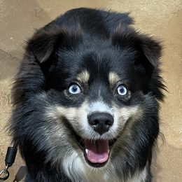 Brodie - Miniature Australian Shepherd