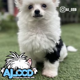 Loki - White and black male Chinese Crested puppy in San Francisco, California from Aj_CCD