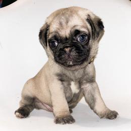 Nate (black) - Fawn male Pug puppy in Hereford, Arizona from Broken Road Ranch Pugs