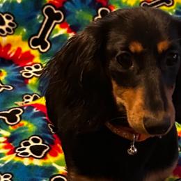 Bitsy - Dachshund