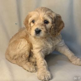 Brooks - Cavapoo puppy from Catella Cavaliers and Cavapoos