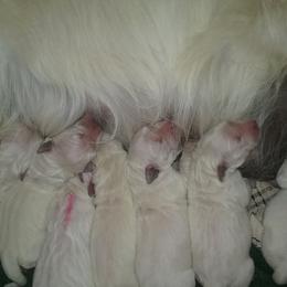 Golden Retriever Puppies from Trusted Valley Retrievers
