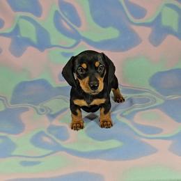 Dachshund Puppies from Newbern's Nuggets