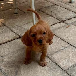 Mighty Mouse - Red wheaten male Basset Fauve de Bretagne puppy in Reddick, Florida from Afterhours German Wirehaired Pointers and Basset Fauve de Bretagne