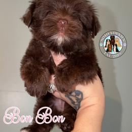 Bonbon - Liver female Yorkshire Terrier puppy in London, Kentucky from Soto Yorkies