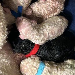 Poodle Puppies from Triangle Standards