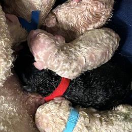 Poodle Puppies from Triangle Standards