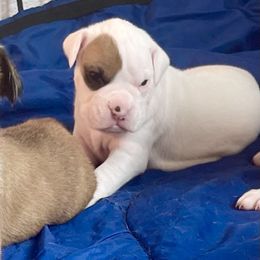 Boxer Puppies from Martinez Boxers of Central Florida