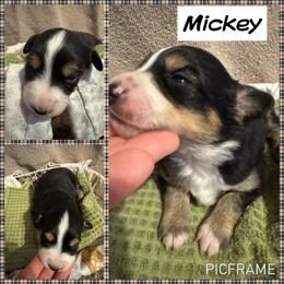 Mickey - Black tri male Toy Australian Shepherd puppy in Menan, Idaho from Teton Toy Aussies