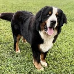 Bernese Mountain Dogs from Bernese/Labs & More