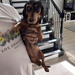 Rhys - Dachshund