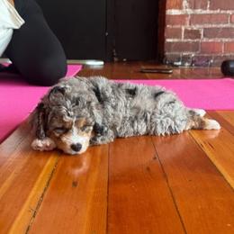 Smokey - Blue merle female Aussiedoodle puppy in Arlington, Washington from Doodle Love Laugh