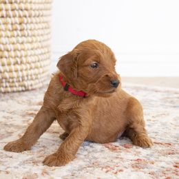 Goldendoodle, Irish Doodle, Labradoodle, and Poodle Puppies from Desert Doodles