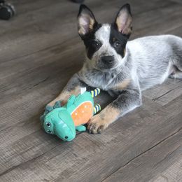 Australian Cattle Dog Puppies from Tin Roof Australian Cattle Dogs