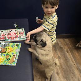 Pug puppies from Von Katzenstein Kennel