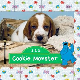 Cookie Monster - Mahogany and white male Basset Hound puppy in Tollesboro, Kentucky from Low and Slow Bassets