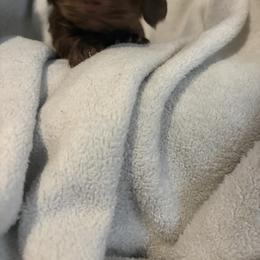 Dachshund puppies from White Oak Kennels