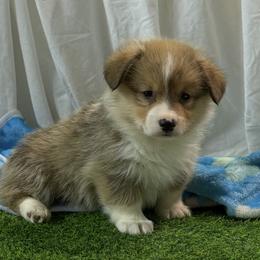 Boy 3 - Red male Pembroke Welsh Corgi puppy in Moulton, Alabama from Reed's Pembroke Corgi Welsh