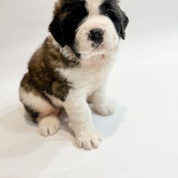 Saint Bernard Puppies from Northwoods Saint Bernards