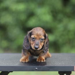 Dachshund Puppies from EntityDachs