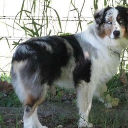 Australian Shepherds from MRT Aussies