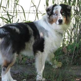 Australian Shepherds from MRT Aussies