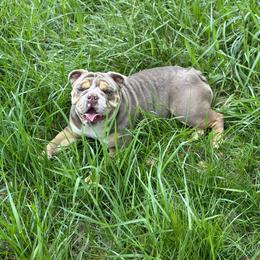 Bulldog Puppies from Triple Crown English Bulldogs