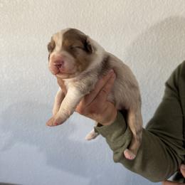 Australian Shepherd Puppies from Bullet & Whiskey’s Pups
