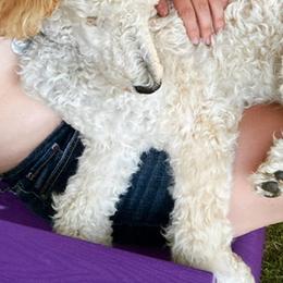 Goldendoodles, Poodles, and Siberian Huskies from White Water Dogs