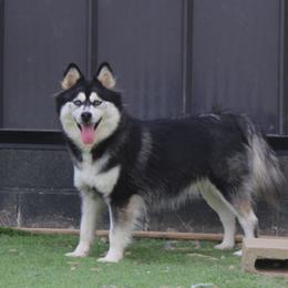 Geneva - Pomsky