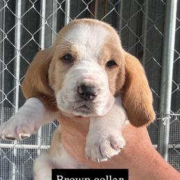 Boy 3 - Red and white male Basset Hound puppy in Kenansville, Florida from Fancy Hounds