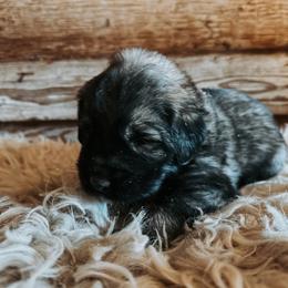 Orange Collar - Gray male Sarplaninac puppy in Pleasant View, Colorado from Pails & Provisions Farm