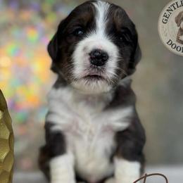 Patch - Blue merle male Bernedoodle puppy in Fort Pierce, Florida from Gentle Giants Doodle Co.