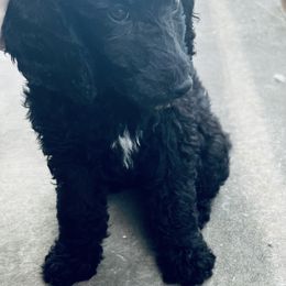 Aussiedoodle and Poodle Puppies from Sassy Poodle’s & Doodle’s